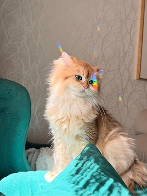 BLH Kater mit Stammbaum NY12 nicht kastriert