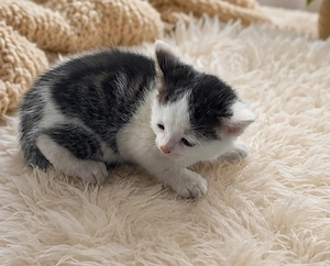 Junger Kater   Kätzchen   Katze