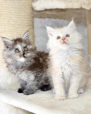 Maine Coon Kitten reinrassig abgabebereit 