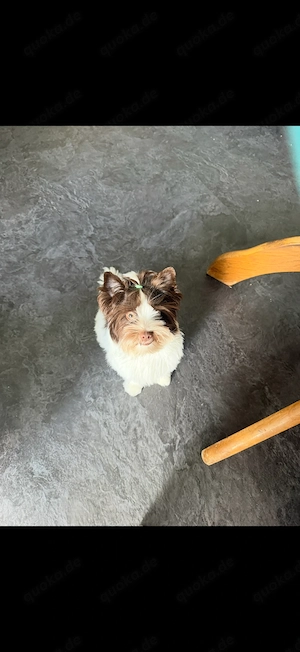 Yorkshire-Terrier-Welpe