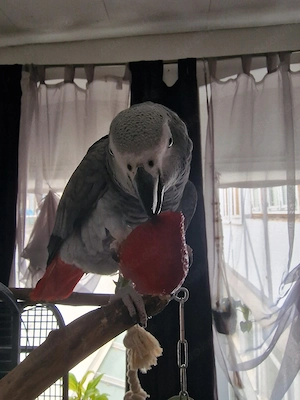 Graupapagei