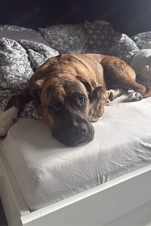 Boxermischling 7 monate alt sucht neues zuhause Bild 4