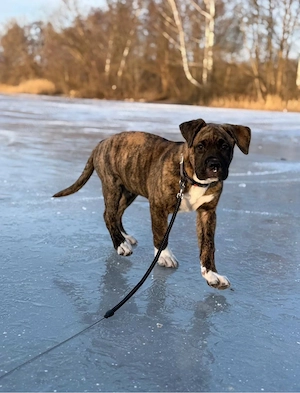 Boxermischling 7 monate alt sucht neues zuhause Bild 2