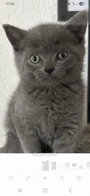 Süße Kitten verspielt