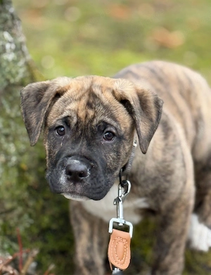 Boxermischling 7 monate alt sucht neues zuhause Bild 1