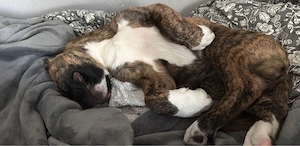 Boxermischling 7 monate alt sucht neues zuhause