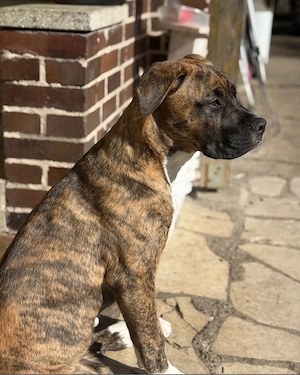 Boxermischling 7 monate alt sucht neues zuhause Bild 5