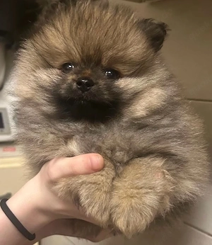    Zauberhafter Pomeranian   Zwergspitz Rüde sucht liebevolles Zuhause   