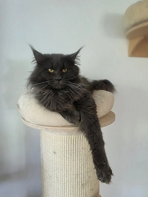 Maine Coon Kater Bild 3