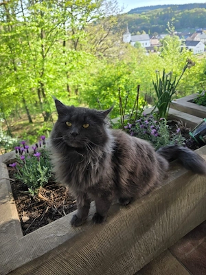 Maine Coon Kater Bild 5