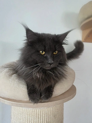 Maine Coon Kater Bild 4