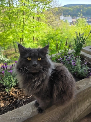 Maine Coon Kater Bild 2