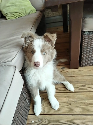 Border Collie Welpe, Rüde lilac-white