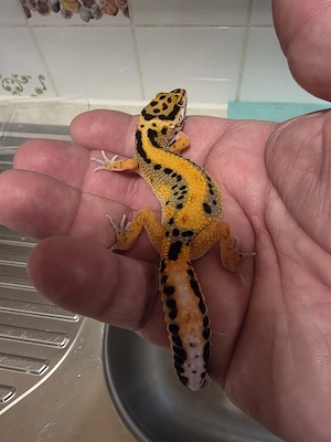 Leopardgeckos 0.1 aus 2025 Bild 2