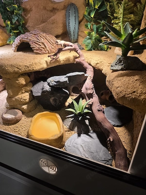 Leopardgeckos 0.1 aus 2025 Bild 3