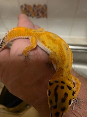 Leopardgeckos 0.1 aus 2025 mit Terrarium zu verkaufen 
