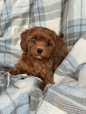 Entzückende Maltipoo-Welpen   perfekte Familienbegleiter    Bild 5