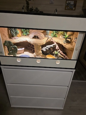 Leopardgeckos 0.1 aus 2025 Bild 5