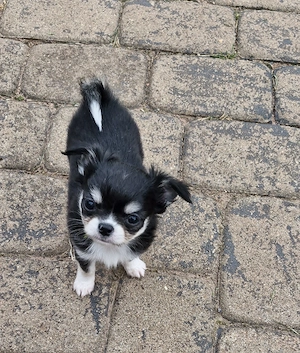 Kleiner Typvoller Langhaar Chihuahua Rüde mit Ahnentafel 