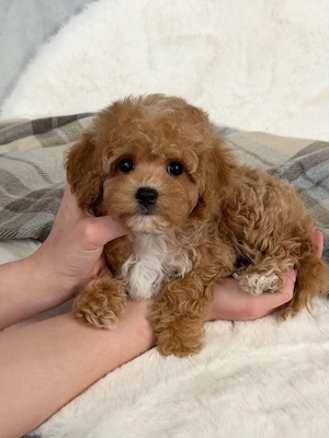 Entzückende Maltipoo-Welpen   perfekte Familienbegleiter    Bild 2