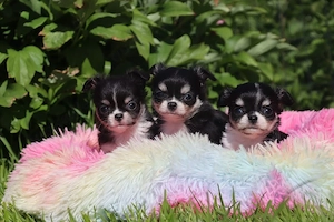 3 Zuckersüße Chihuahua Langhaar Welpen mit Ahnentafel 