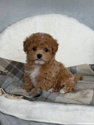 Entzückende Maltipoo-Welpen   perfekte Familienbegleiter    Bild 3