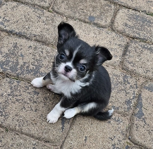 2 Kleine Chihuahua Langhaar Hündinnen mit Ahnentafel  Bild 4