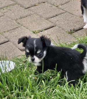 2 Kleine Chihuahua Langhaar Hündinnen mit Ahnentafel  Bild 2