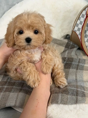 Entzückende Maltipoo-Welpen   perfekte Familienbegleiter    Bild 4