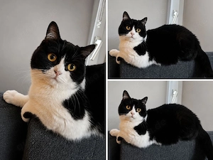 BKH Katze ida 