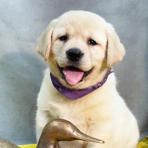 Süße Labradorhündin