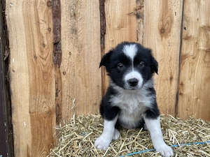 Border Collie Welpen