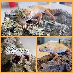 3 Leopardgecko Weibchen 