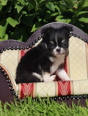 2 Kleine Chihuahua Langhaar Hündinnen mit Ahnentafel  Bild 6