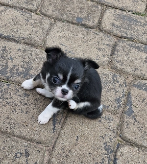 2 Kleine Chihuahua Langhaar Hündinnen mit Ahnentafel  Bild 7