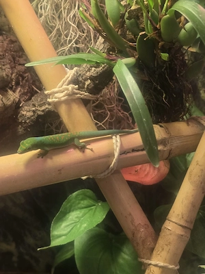 Taggecko Phelsuma pasteuri 0.1 aus 2025 Bild 2
