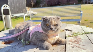 Die Katzen werden nur zusammen abgegeben, da sie aneinander gewöhnt sind.