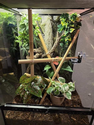 Taggecko Phelsuma pasteuri 0.1 aus 2025 Bild 4