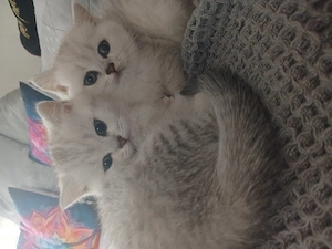 Süße BKH Kitten Silver Tabby  Silver Shadded suchen liebevolles Zuhause