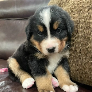 Berner Sennenhund-Welpen   Champion-Blutlinie   7 Wochen alt