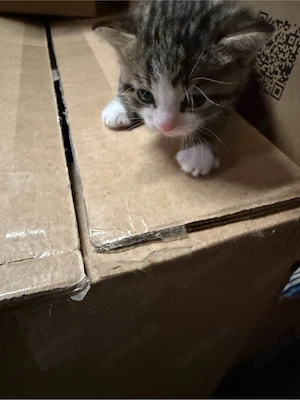 Katzenbabys