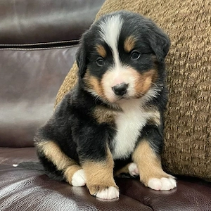 Berner Sennenhundwelpen   Rüden & Hündinnen   Abzugeben in ihr neues Zuhause Wunderschöne Berner 