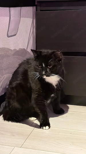 2 Bkh Ekh kater suchen ein für immer zuhause 
