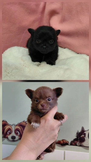 5 chihuahua Welpen  Bild 5