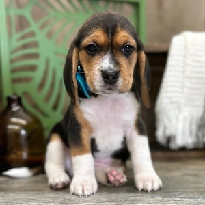 Beagle-Welpen abzugeben   Liebevolle Familien gesucht Bild 2