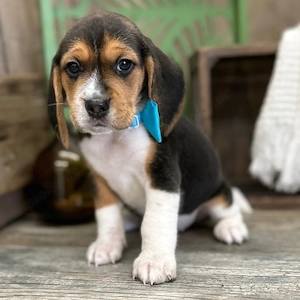 Beagle-Welpen abzugeben   Liebevolle Familien gesucht Bild 3