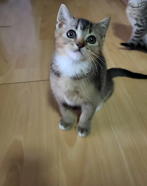Reinrassige bkh kitten
