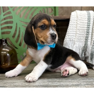 Beagle-Welpen abzugeben   Liebevolle Familien gesucht