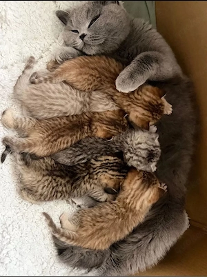 Süße BKH Kitten