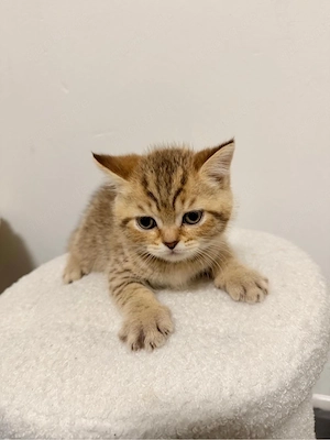 Süße BKH Kitten 